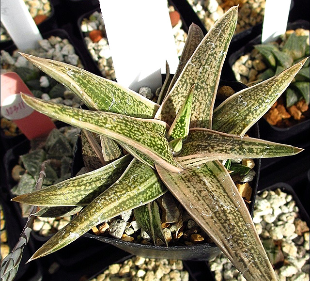 Gasteraloe, Doesn't this remind you of cv 'Ivy'?