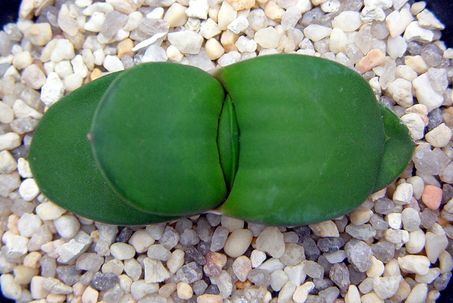 Gasteria armstrongii, seedling ex California, super smooth but not glossy