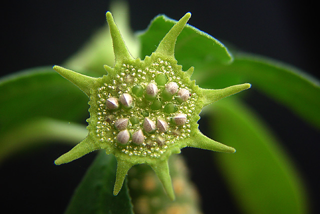 A 'flower' from a primitive plant