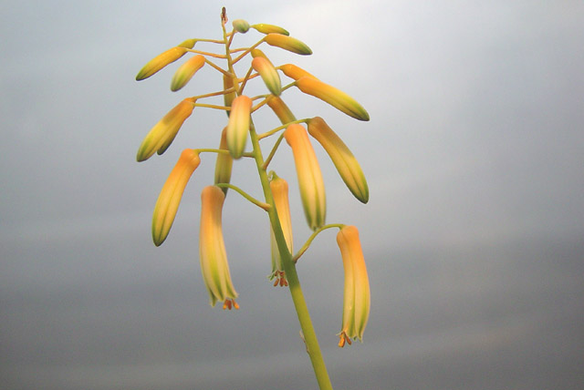 Aloe fragilis from Madagascar