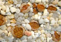 Lithops bromfieldii ssp. insularis, Soverby.