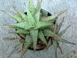 plant image