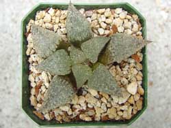 plant image