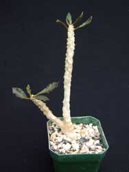 plant image