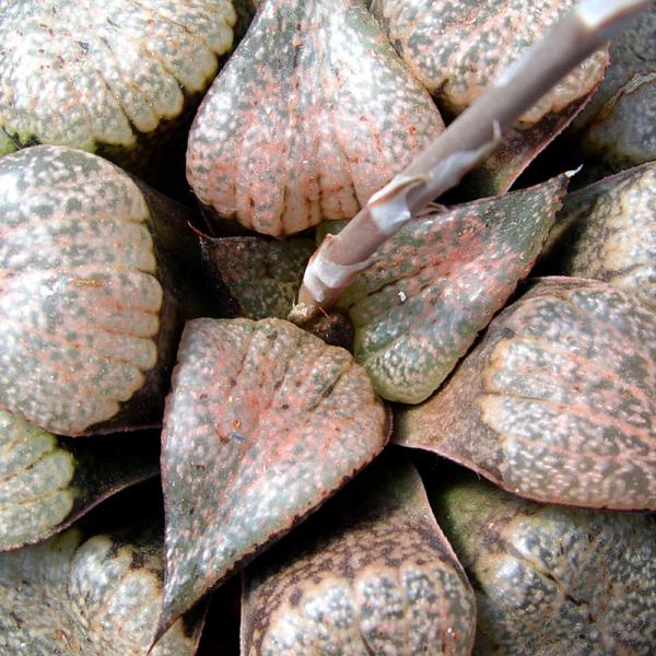 Haworthia emelyae ex. S. Hammer