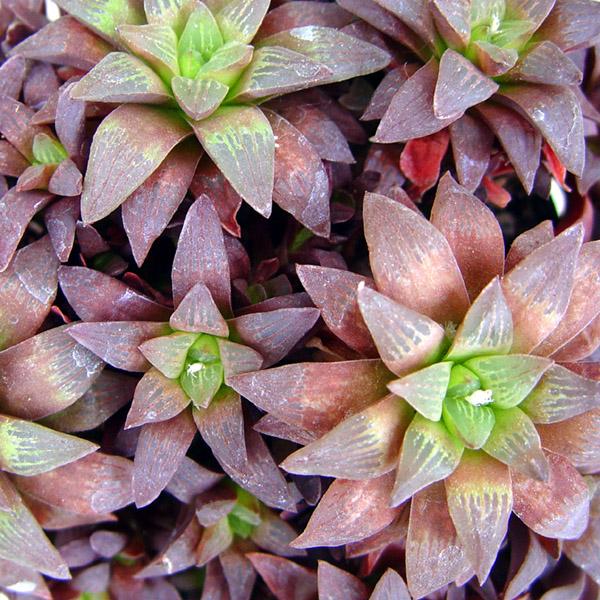 Haworthia turgida(?) seedling grown from B&T World Seeds