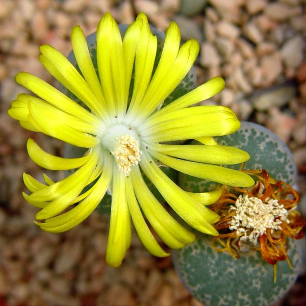Lithops localis (terricolor) ex. hort