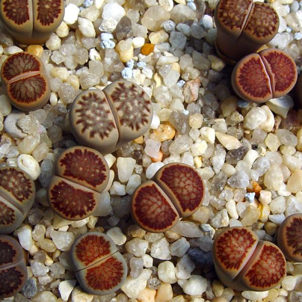 Lithops julii cv. 'Kikushogiyoku' ex. Shimada