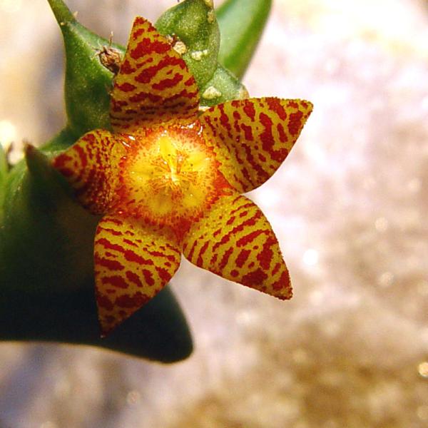 Orbea schweinfurthii ex. hort