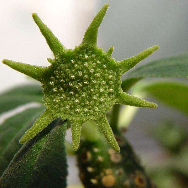 Dorstenia seedling from sp. B & L 10341